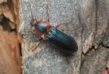 全球首现！四川一地发现新物种：长得特别好看 - v2ra小站