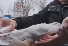 小朋友把山东的雪带回福建:半路化了 崩溃大哭 - v2ra小站