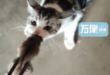 城市猫咪回村 血脉觉醒开始抓老鼠:主人用火钳都抢不走 - v2ra小站