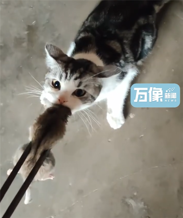 城市猫咪回村 血脉觉醒开始抓老鼠：主人用火钳都抢不走 - v2ra小站