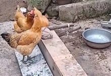 男子发明喂鸡神器防鸟偷吃 网友看笑:挺好、就是有点费鸡头 - v2ra小站