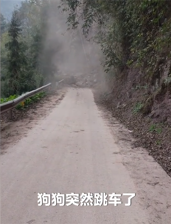 万物有灵 被收养流浪狗跳车拦住怀孕主人 下一秒山路塌方 - v2ra小站
