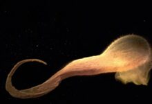 场面震撼!NASA捕获3亿光年外恒星被黑洞吃掉画面 - v2ra小站