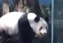 旅日大熊猫“香香”即将回国:日本民众不舍排长队告别 - v2ra小站