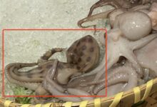 蓝环章鱼居然出现在火锅店！毒性是眼镜蛇的50倍、氰化钾的850倍 - v2ra小站