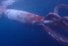 克鲁苏式恐惧 日本夫妇潜水时拍到巨型乌贼:眼睛大得骇人 - v2ra小站