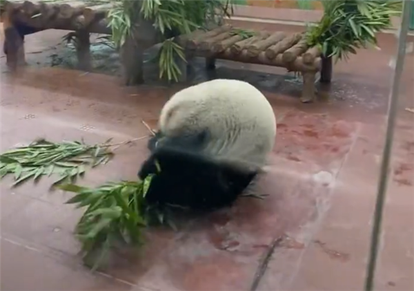 门票值了！大熊猫看到游客后展示“才艺”：抱着竹子连续翻跟头 - v2ra小站