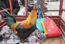 男子赶集花300元买五彩大公鸡：专业养殖户都没见过 - v2ra小站