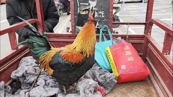 男子赶集花300元买五彩大公鸡：专业养殖户都没见过 - v2ra小站