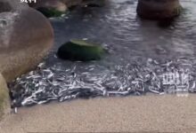 故意排放能怎样?日本决定核废水2023春夏排入海 多国网友愤怒 - v2ra小站