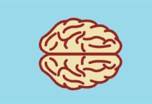 人脑片段被植入小鼠后:出现神奇结果 - v2ra小站