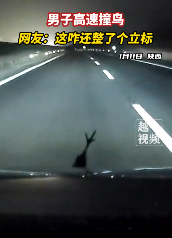 男子高速撞鸟 鸟腿成三叉戟立标 丰田秒变“玛莎拉蒂” - v2ra小站