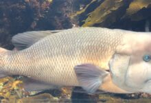 神奇的雌雄同体：一不小心 “老婆”变成“老公” - v2ra小站