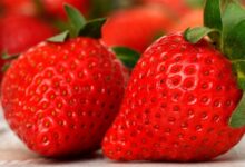 2022年最脏水果是草莓？别信它 美国人自己都不认 - v2ra小站