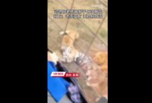 动物园老虎被3只狮子围攻撕咬 官方回应“越界”导致:为何要同区饲养? - v2ra小站