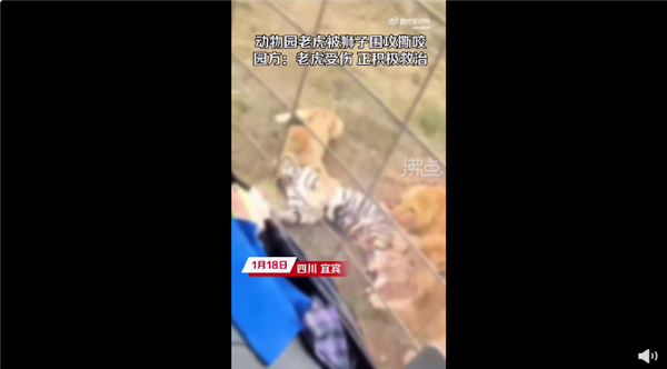 动物园老虎被3只狮子围攻撕咬 官方回应“越界”导致：为何要同区饲养？ - v2ra小站