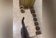 主人过年离家10天给猫备10碗粮17碗水加7盆猫砂 网友:留守喵惹人怜 - v2ra小站