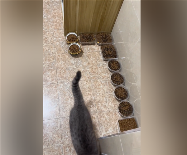 主人过年离家10天给猫备10碗粮17碗水加7盆猫砂 网友：留守喵惹人怜 - v2ra小站