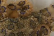 剧毒蓝环章鱼与普通章鱼如何分辨？专家：肉眼就能看出 - v2ra小站