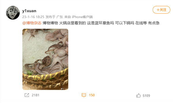 火锅店内惊现剧毒蓝环章鱼 网友在线请教：还好没吃 - v2ra小站