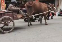 灵山“网红牛”不幸被车撞死：一片狼藉 - v2ra小站