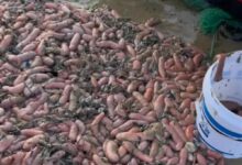 大海送“年货”!烟台海边再现大量海肠 大家抢疯:有人一会捞3千斤赚大 - v2ra小站