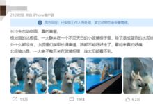 一动物园北极狐指甲过长行走困难 官方回应:会定期修剪 - v2ra小站