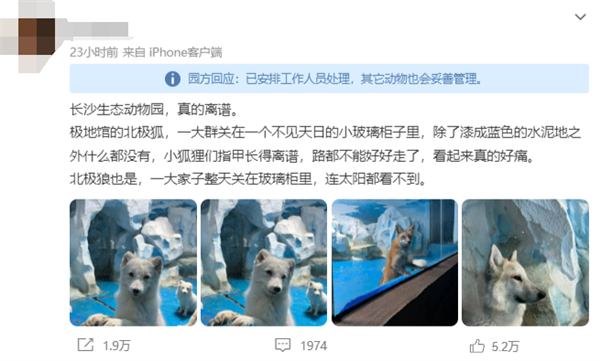 一动物园北极狐指甲过长行走困难 官方回应:会定期修剪 - v2ra小站