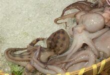 网友在山姆买到剧毒蓝环章鱼 央视科普：这几样常见食物也不能吃 - v2ra小站