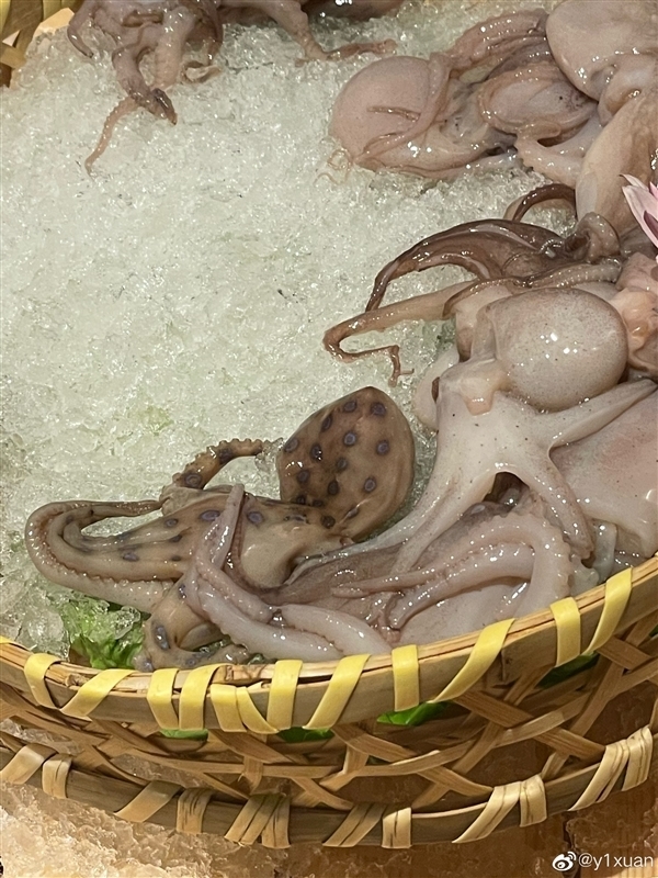 网友在山姆买到剧毒蓝环章鱼 央视科普：这几样常见食物也不能吃 - v2ra小站