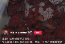 蓝环章鱼后又现毒螃蟹 正直爱洁蟹听说过没?体内会累计毒素 - v2ra小站